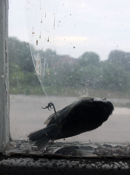 Död fågel som fastnat mellan yttre och inre glaset på ett fönster